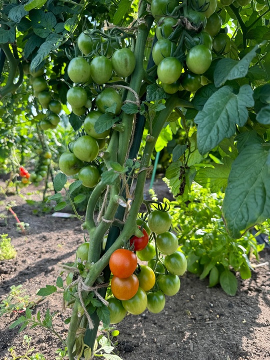 夏野菜🍅