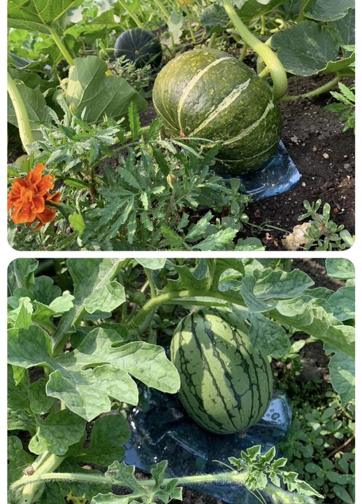 夏野菜🍅