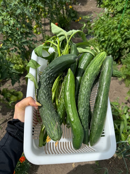 夏野菜🍅