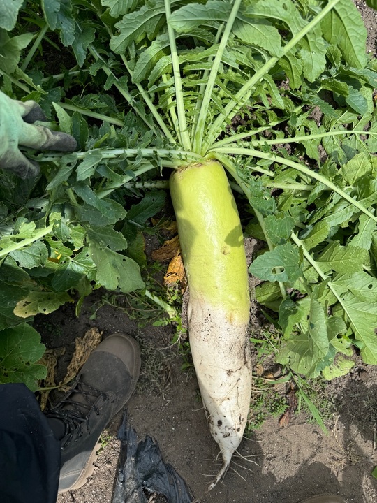夏野菜🍅