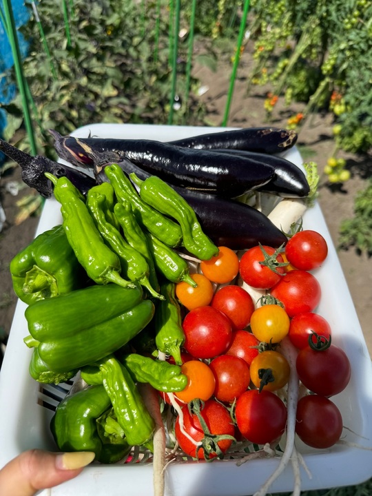 夏野菜🍅