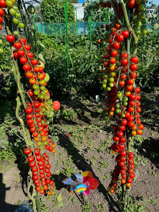 🍅やさいの(831)の日🍅