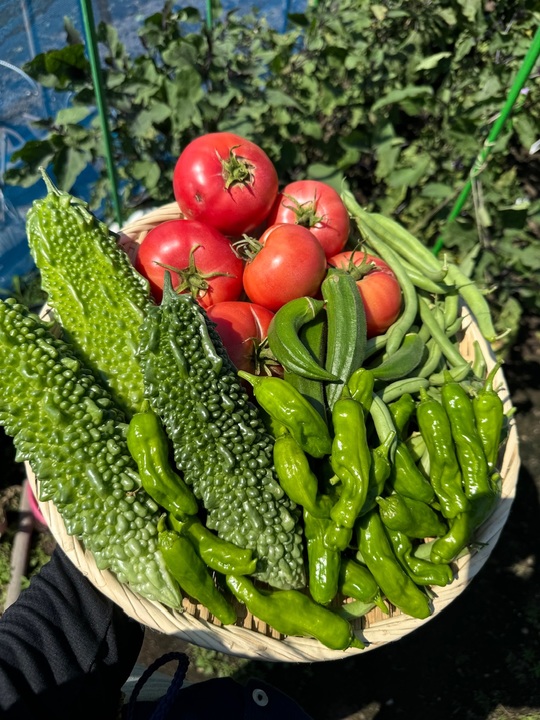 🍅やさいの(831)の日🍅