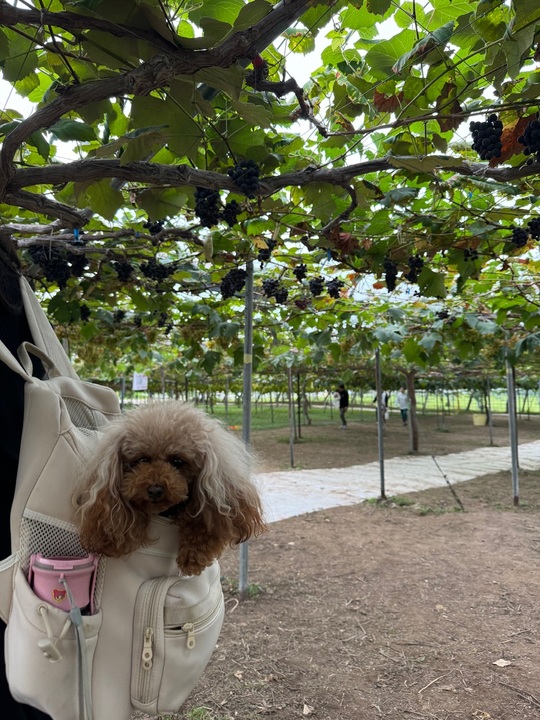 秋ですね🍇