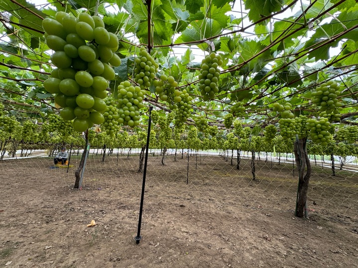 秋ですね🍇
