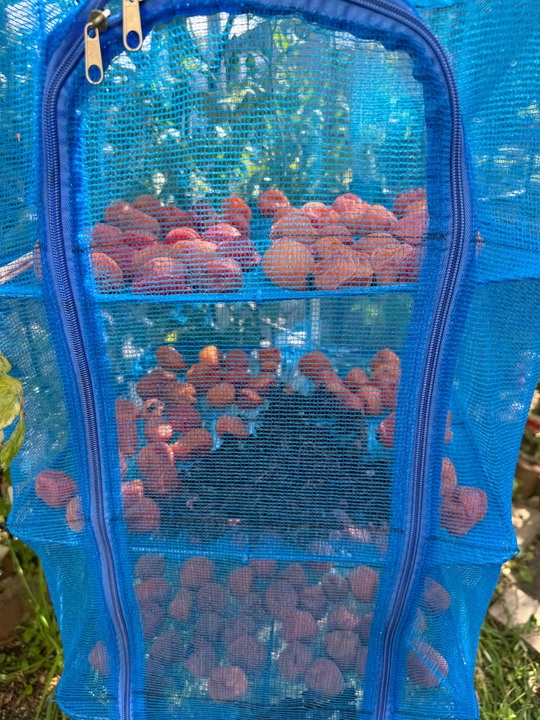 秋ですね🍇