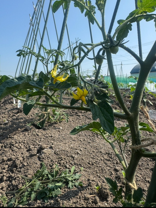 楽しい季節🧑‍🌾