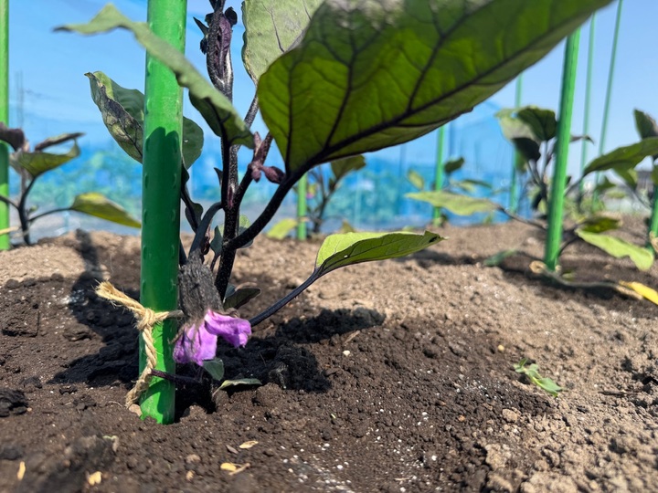 楽しい季節🧑‍🌾