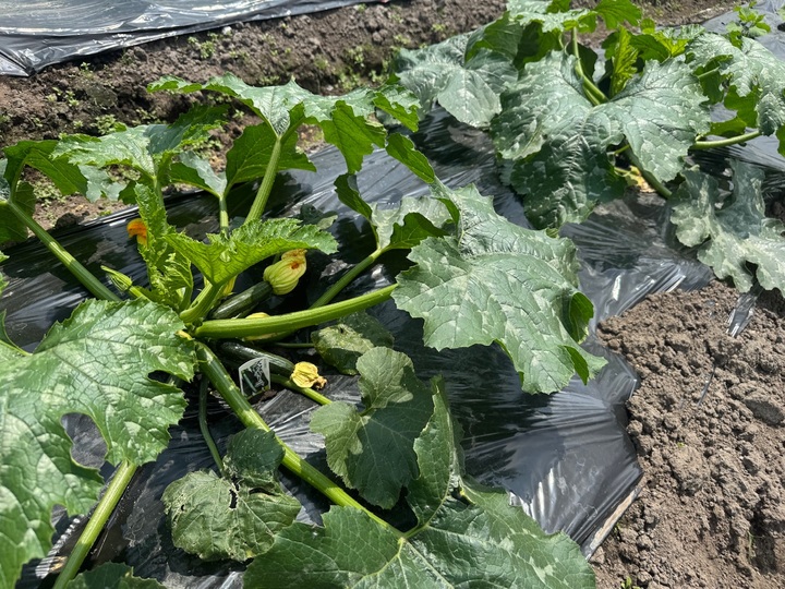 楽しい季節🧑‍🌾
