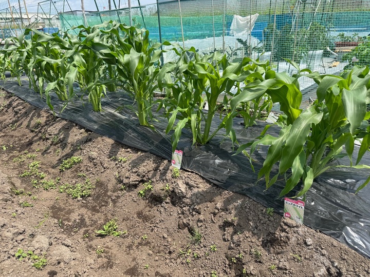 楽しい季節🧑‍🌾