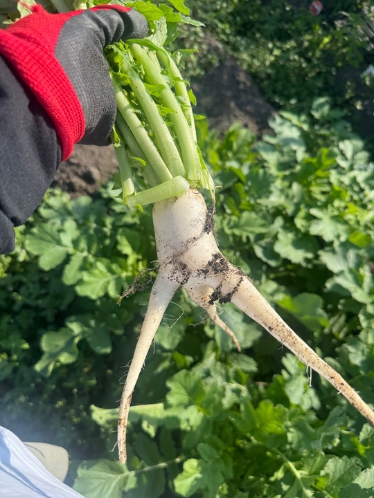 今日の野菜の様子