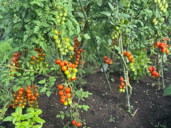 🍅やさいの(831)の日🍅