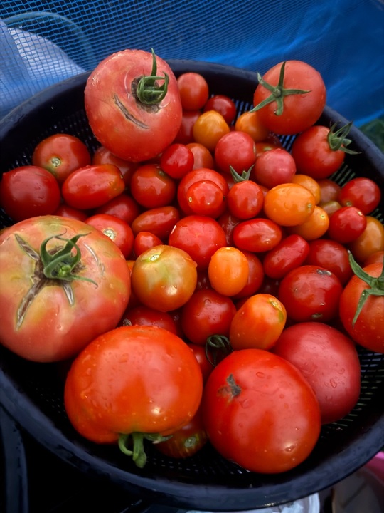 🍅やさいの(831)の日🍅