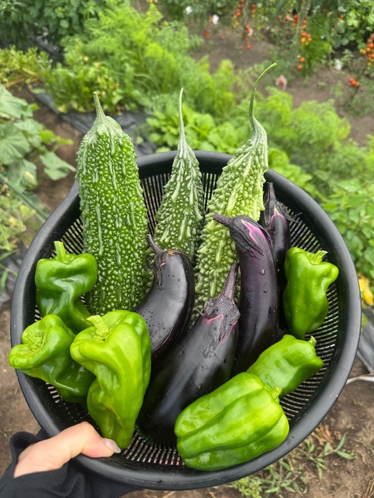 🍅やさいの(831)の日🍅