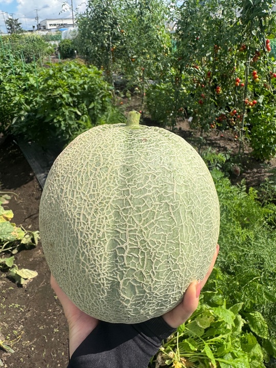 🍅やさいの(831)の日🍅