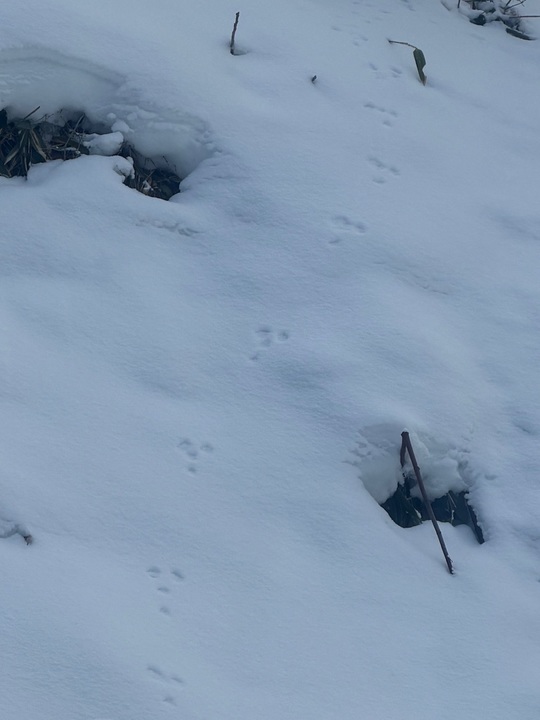 大雪🐇