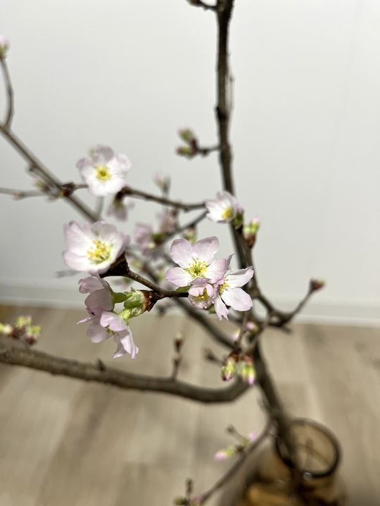 うちの子自慢🌸