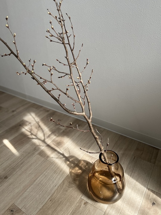 うちの子自慢🌸