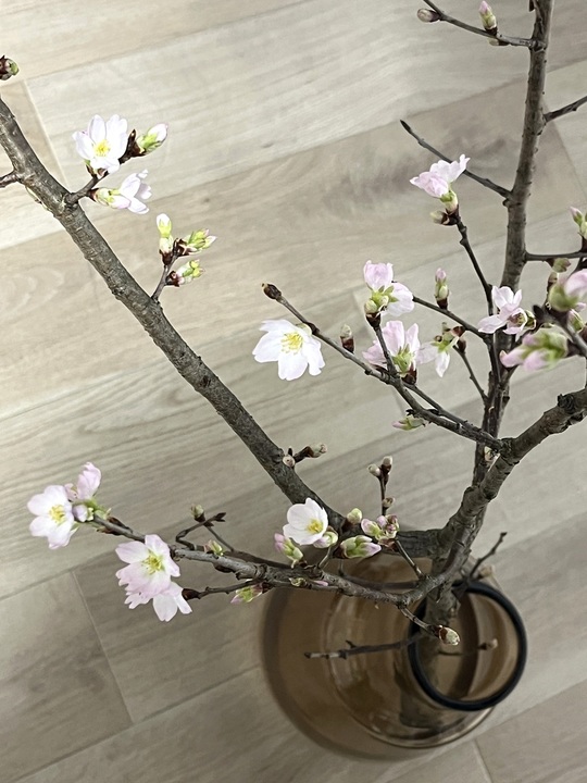 うちの子自慢🌸