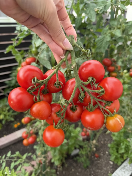 🍅やさいの(831)の日🍅
