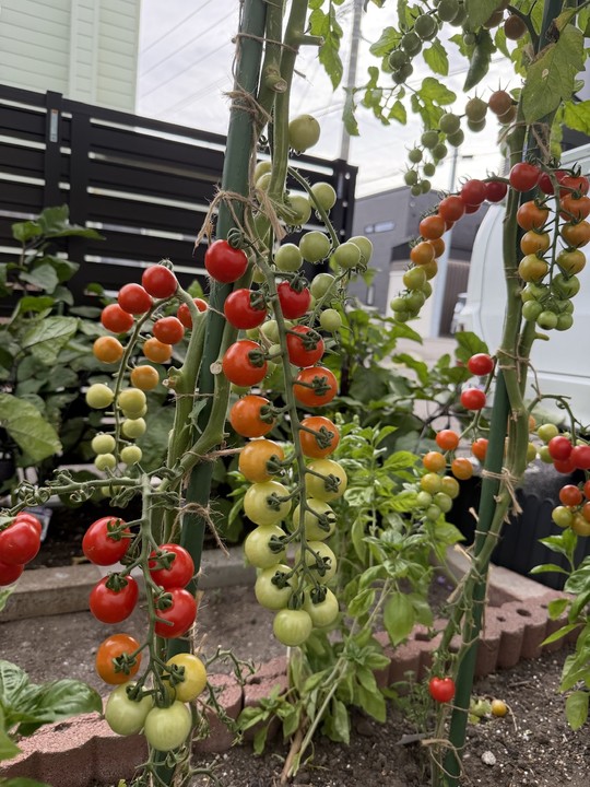 🍅やさいの(831)の日🍅