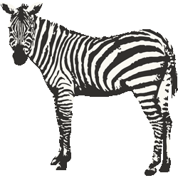 ZEBRA!!