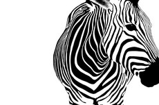 ZEBRA!!