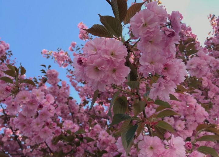 八重桜