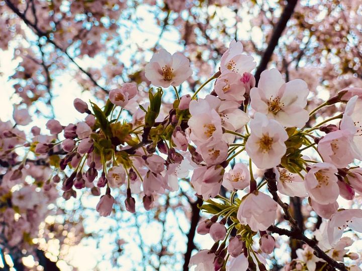 🌸おはなみ🌸