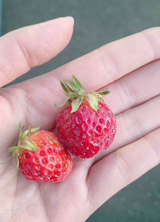 収穫🍓