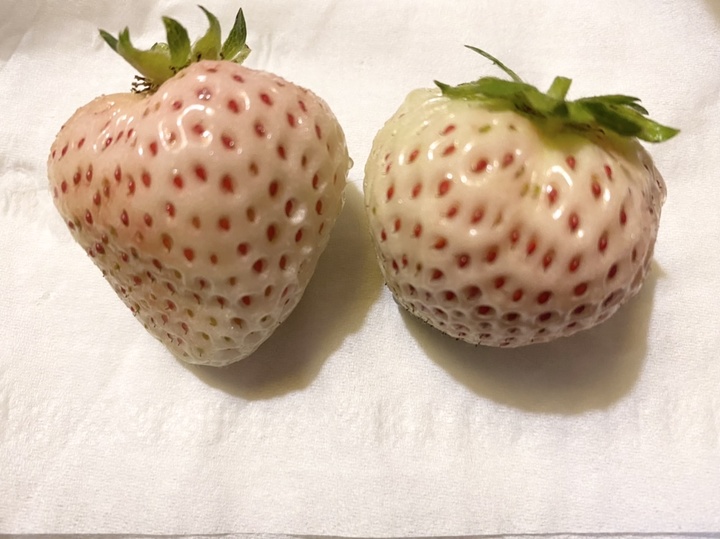 収穫🍓