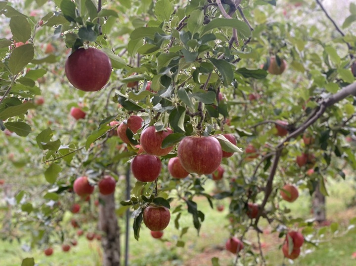 くだもの狩り🍎🍇