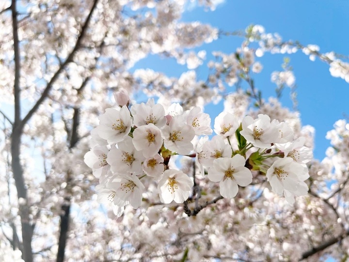 桜満開🌸